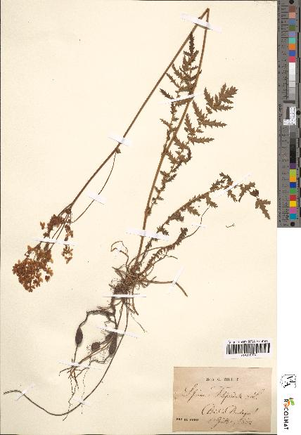 spécimen de Spiraea filipendula