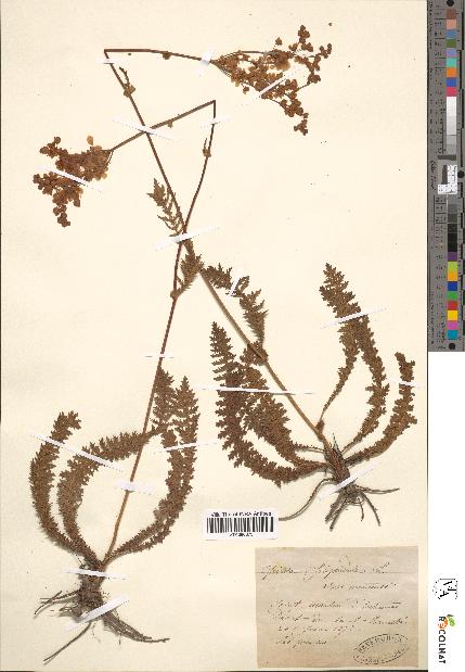 spécimen de Spiraea filipendula