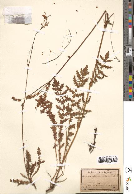 spécimen de Spiraea filipendula