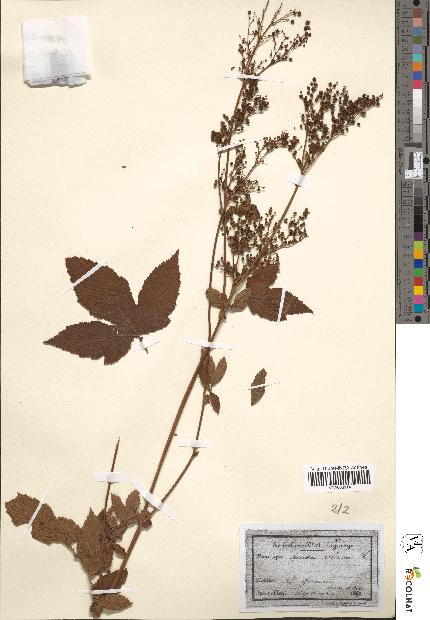 spécimen de Spiraea ulmaria