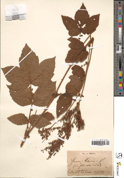 spécimen de Spiraea ulmaria