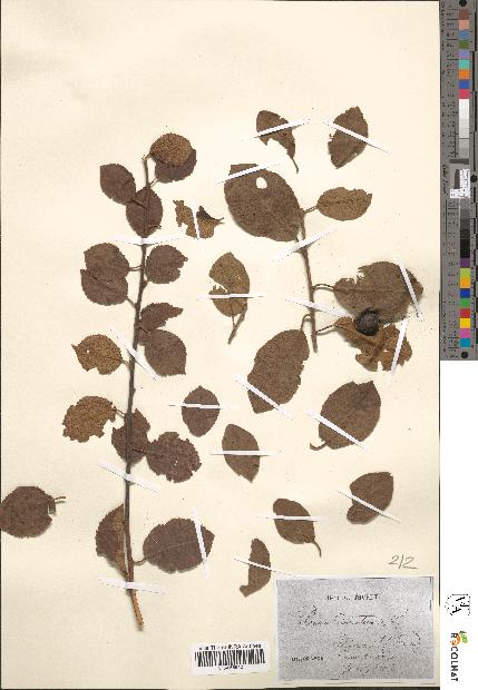 spécimen de Prunus domestica