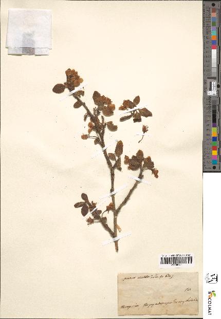 spécimen de Prunus insititia