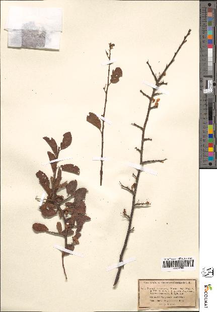spécimen de Prunus fruticans