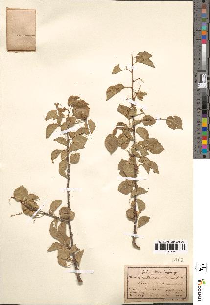 spécimen de Prunus mahaleb