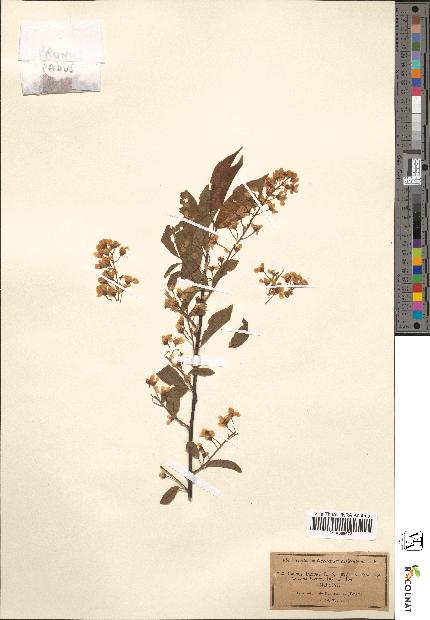 spécimen de Prunus padus