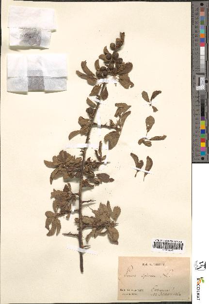 spécimen de Prunus spinosa