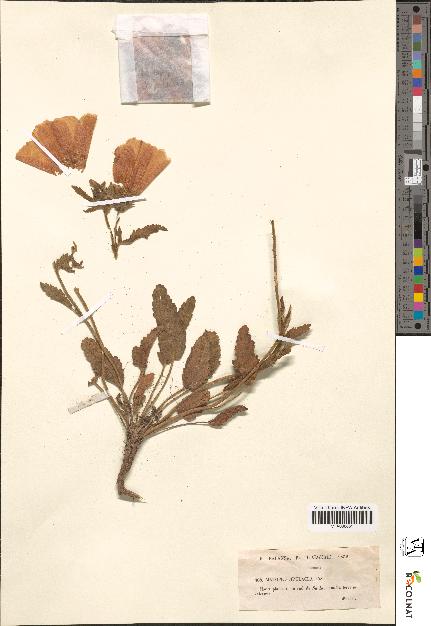 spécimen de Malope stipulacea