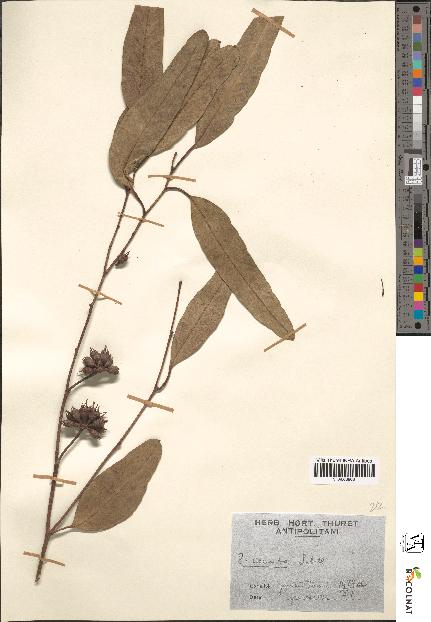 spécimen de Eucalyptus cornuta