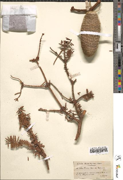 spécimen de Abies pinsapo