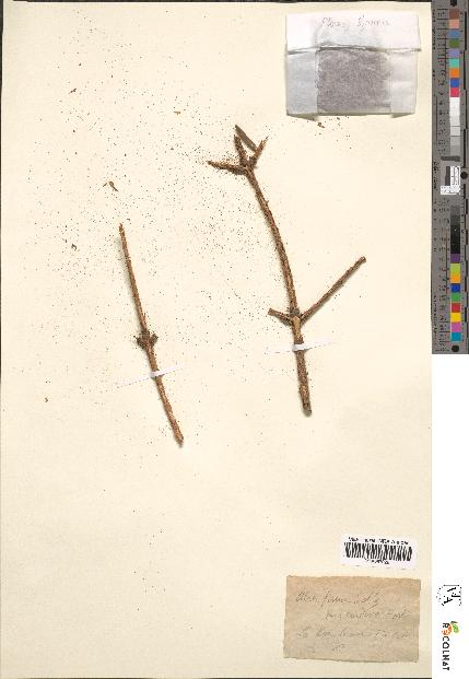 spécimen de Abies firma