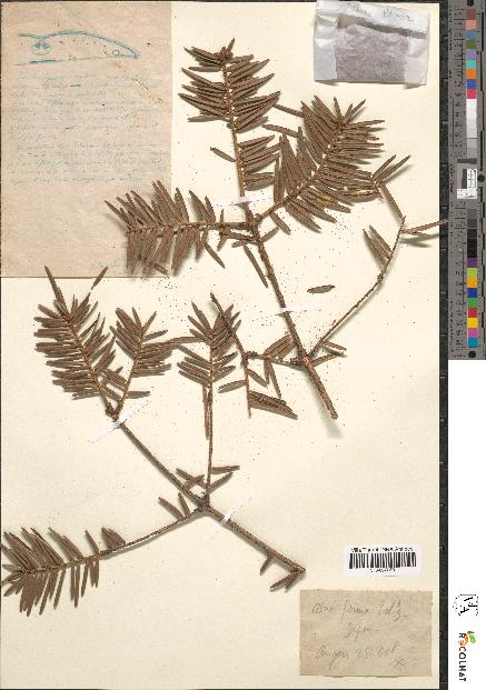 spécimen de Abies firma