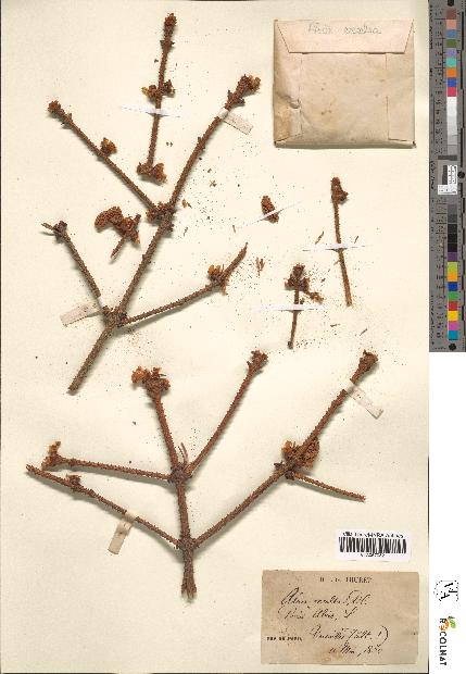 spécimen de Abies excelsa
