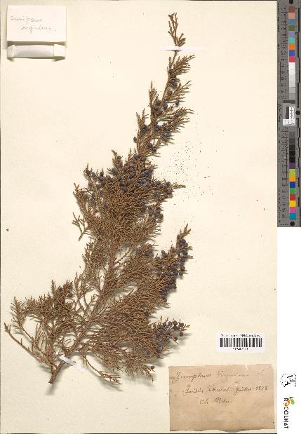 spécimen de Juniperus virginiana