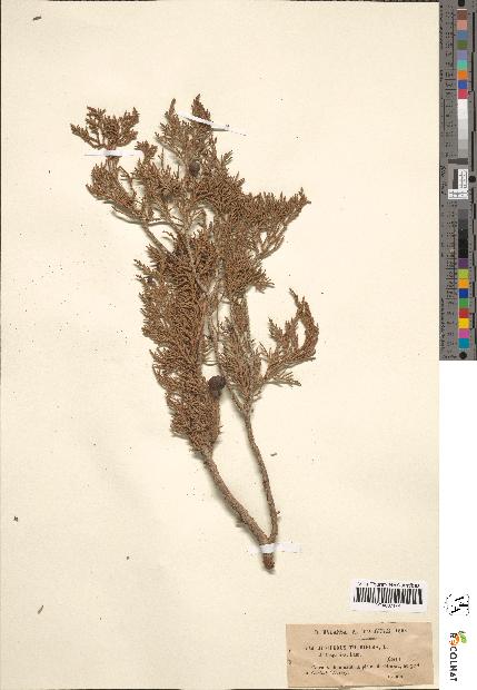 spécimen de Juniperus thurifera