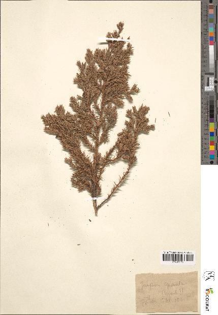 spécimen de Juniperus squamata