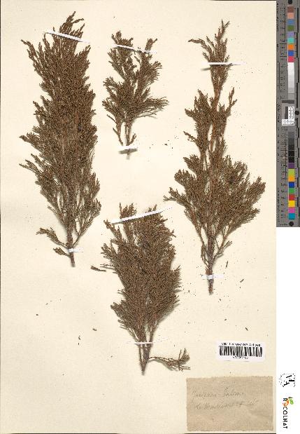 spécimen de Juniperus sabina