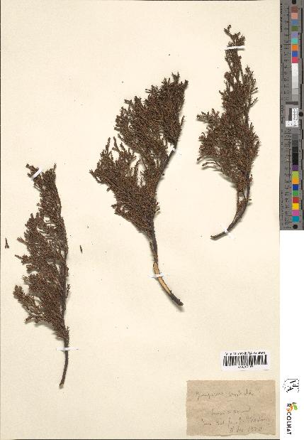 spécimen de Juniperus prostrata