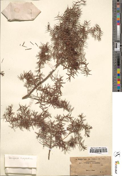 spécimen de Juniperus oxycedrus