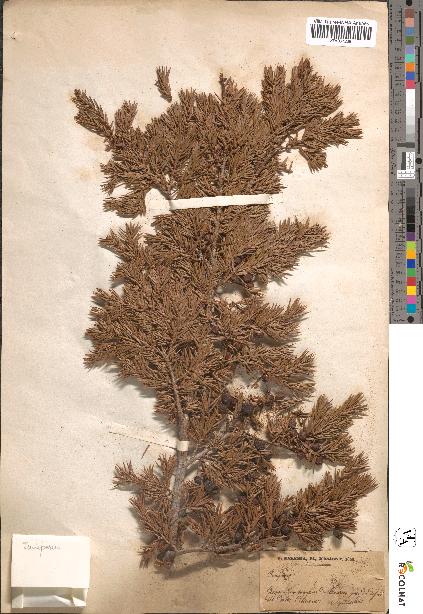 spécimen de Juniperus sp.