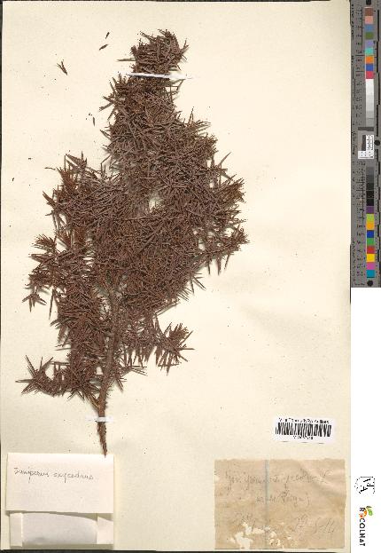 spécimen de Juniperus oxycedrus