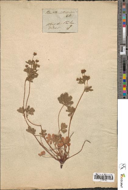 spécimen de Potentilla intermedia