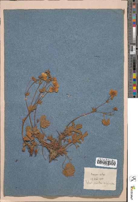 spécimen de Potentilla grandiflora