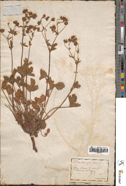 spécimen de Potentilla grandiflora