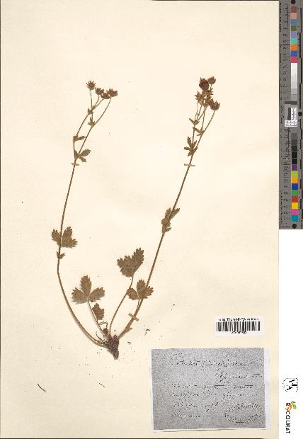 spécimen de Potentilla grandiflora