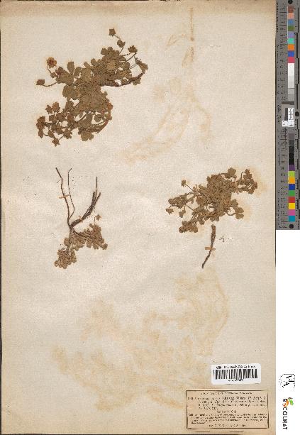 spécimen de Potentilla cinerea