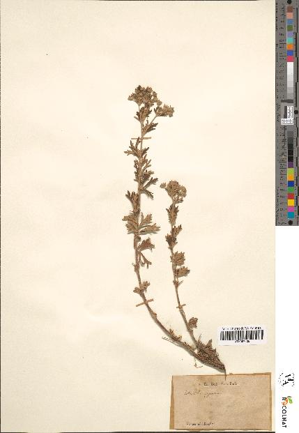 spécimen de Potentilla argentea