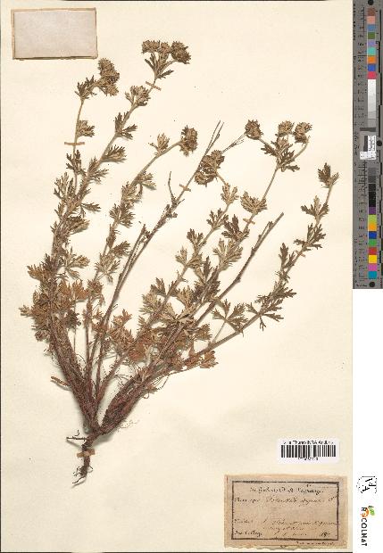 spécimen de Potentilla argentea