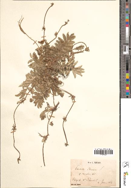 spécimen de Potentilla anserina