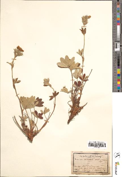 spécimen de Potentilla alchimilloides