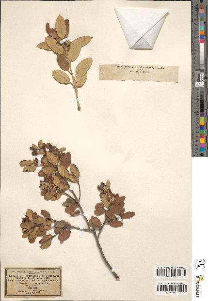 spécimen de Quercus ilex