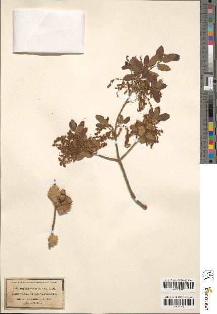 spécimen de Quercus × auzandrii