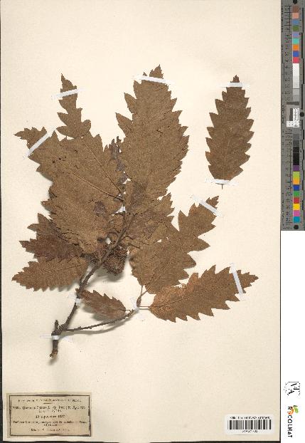 spécimen de Quercus cerris