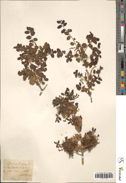 spécimen de Quercus coccifera