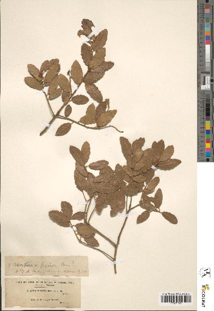 spécimen de Quercus coccifera