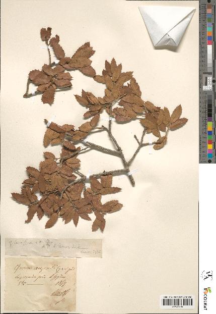 spécimen de Quercus coccifera