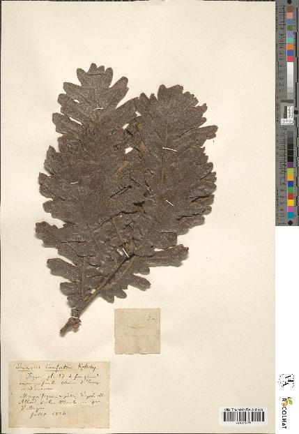 spécimen de Quercus conferta