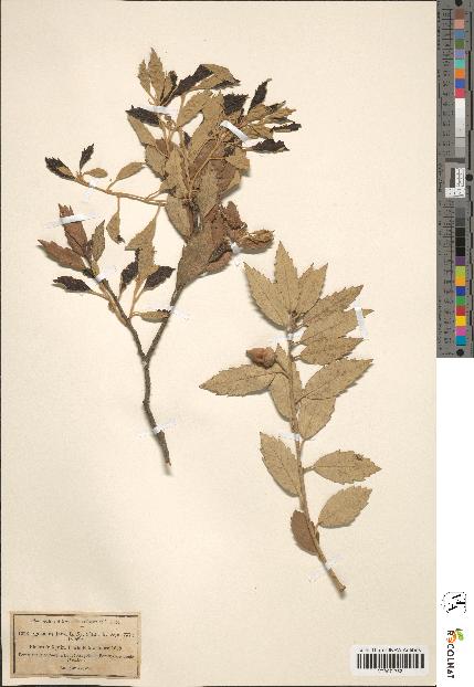 spécimen de Quercus ilex