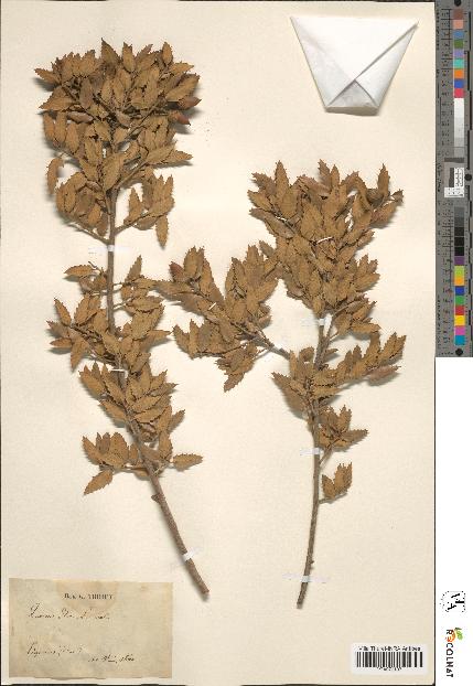 spécimen de Quercus ilex