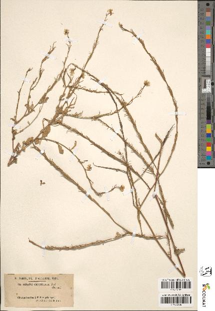 spécimen de Brassica nigra