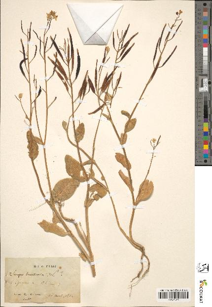 spécimen de Sinapis juncea