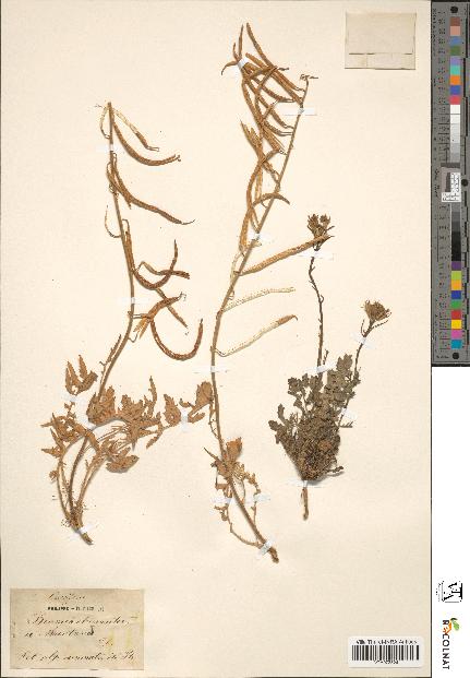 spécimen de Sinapis cheiranthos