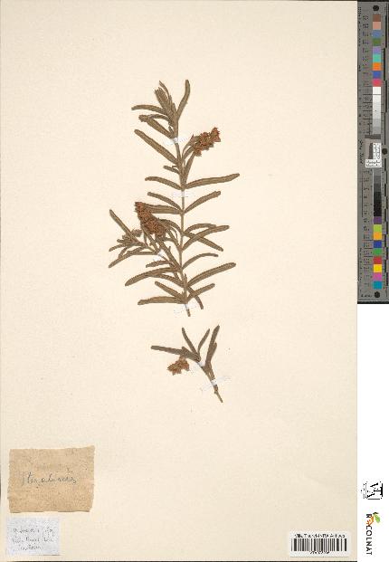 spécimen de Guichenotia ledifolia