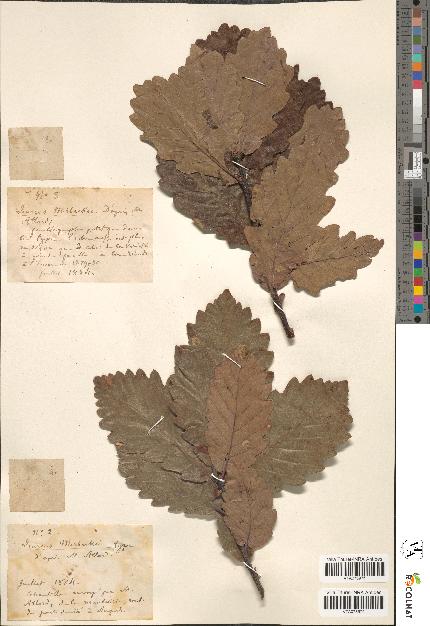 spécimen de Quercus mirbeckii