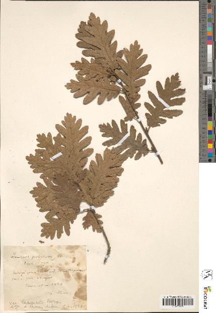 spécimen de Quercus pubescens