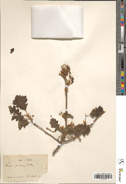 spécimen de Quercus pubescens